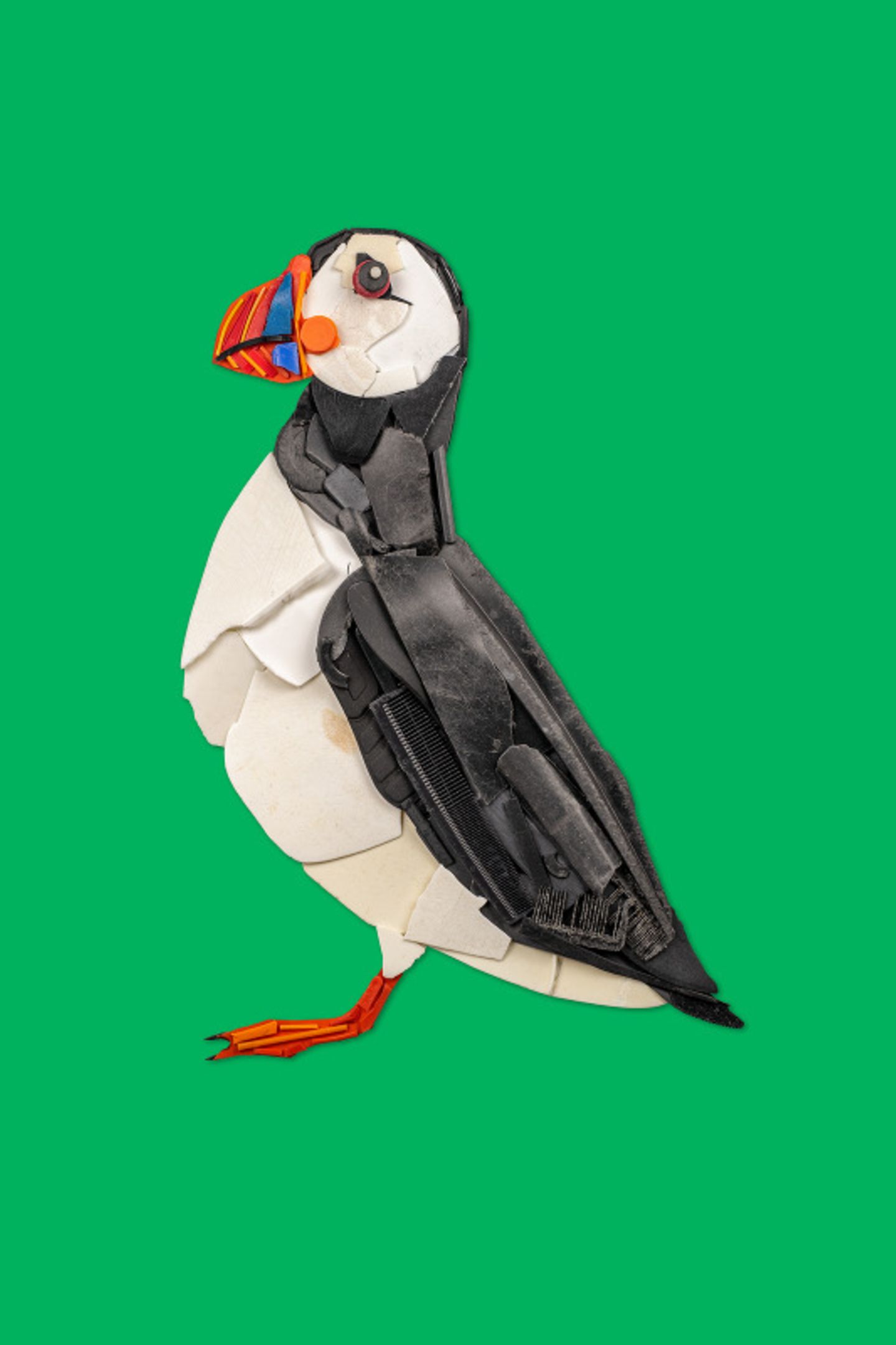 Der Papageientaucher