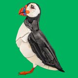 Der Papageientaucher