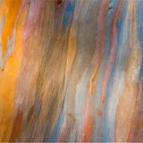 Das Geheimnis der Regenbogenbäume