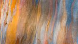 Das Geheimnis der Regenbogenbäume