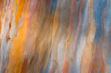Das Geheimnis der Regenbogenbäume