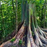 Pflanzen: Rinde wie ein Kunstwerk: Das Geheimnis der Regenbogenbäume - Bild 2