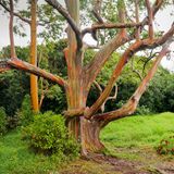 Pflanzen: Rinde wie ein Kunstwerk: Das Geheimnis der Regenbogenbäume - Bild 3