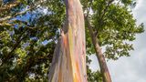 Pflanzen: Rinde wie ein Kunstwerk: Das Geheimnis der Regenbogenbäume - Bild 4