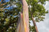 Pflanzen: Rinde wie ein Kunstwerk: Das Geheimnis der Regenbogenbäume - Bild 4