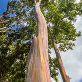 Pflanzen: Rinde wie ein Kunstwerk: Das Geheimnis der Regenbogenbäume - Bild 4