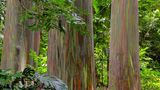 Regenbogenbaum auf Hawaii