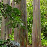 Regenbogenbaum auf Hawaii