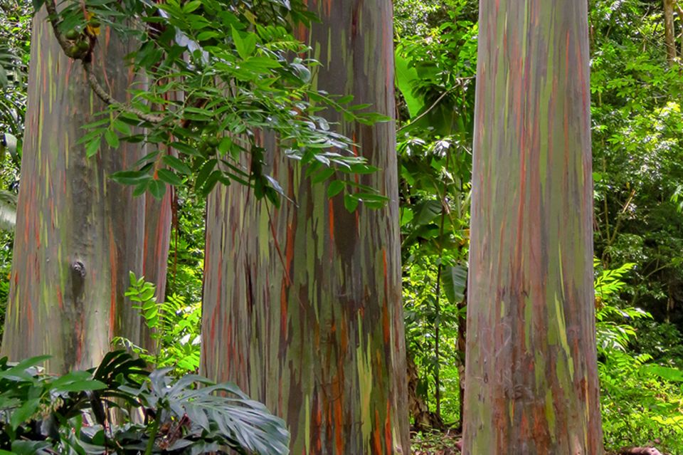 Regenbogenbaum auf Hawaii