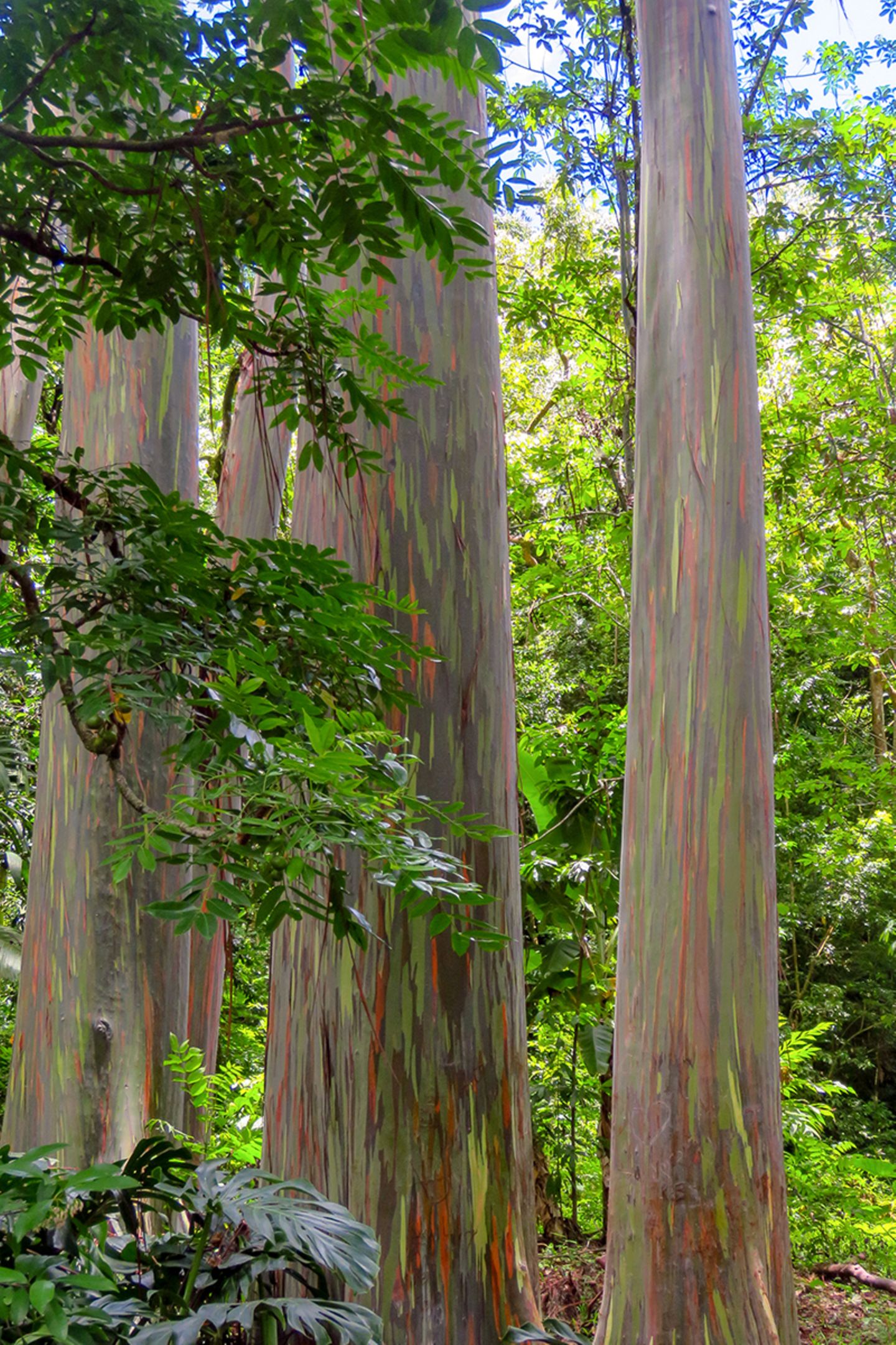 Regenbogenbaum auf Hawaii