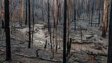 Nach den Waldbränden in Australien