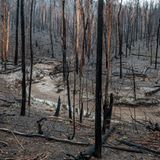 Nach den Waldbränden in Australien