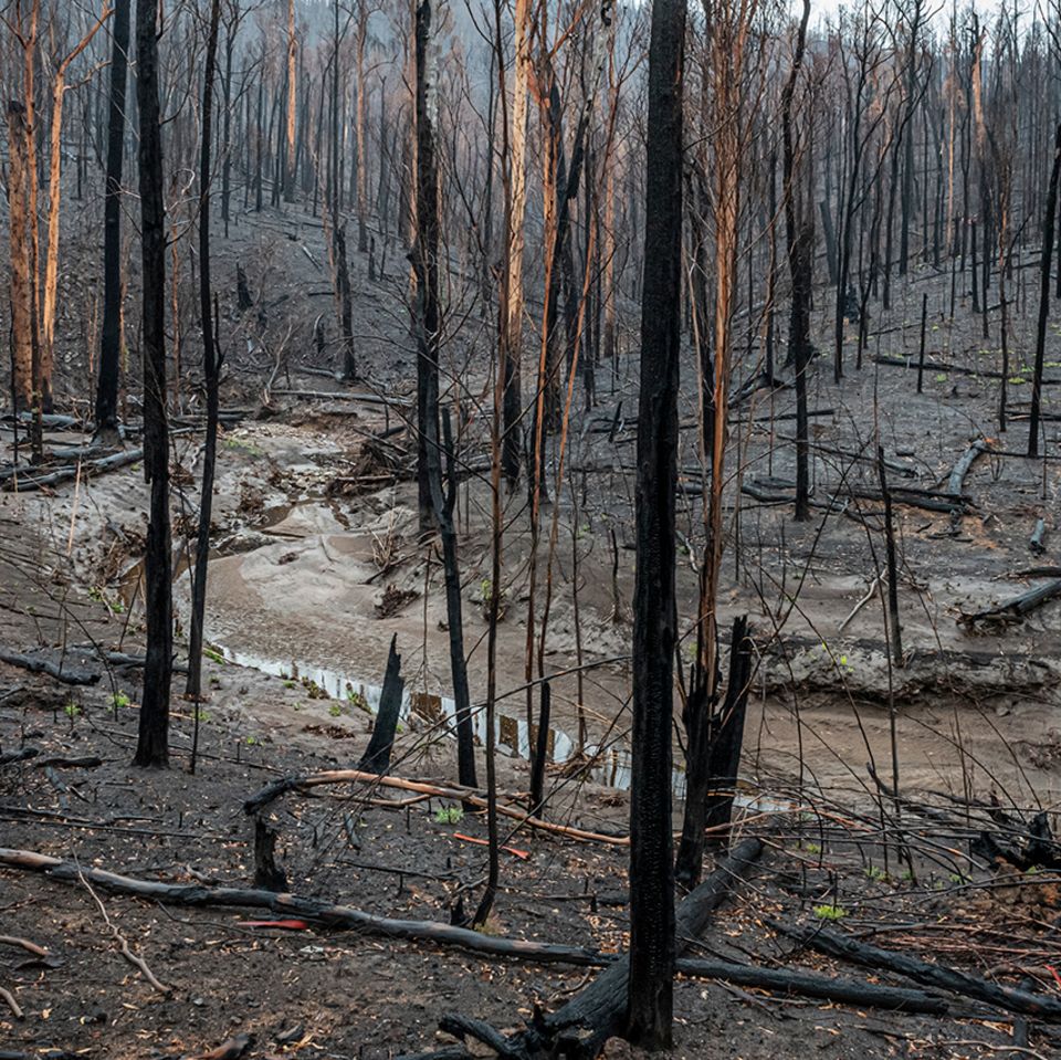 Nach den Waldbränden in Australien