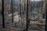 Nach den Waldbränden in Australien