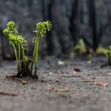 Nach den Waldbränden in Australien
