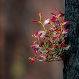 Nach den Waldbränden in Australien