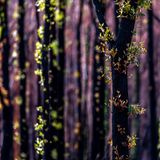 Nach den Waldbränden in Australien