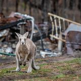 Nach den Waldbränden in Australien