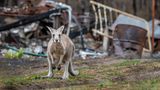 Nach den Waldbränden in Australien