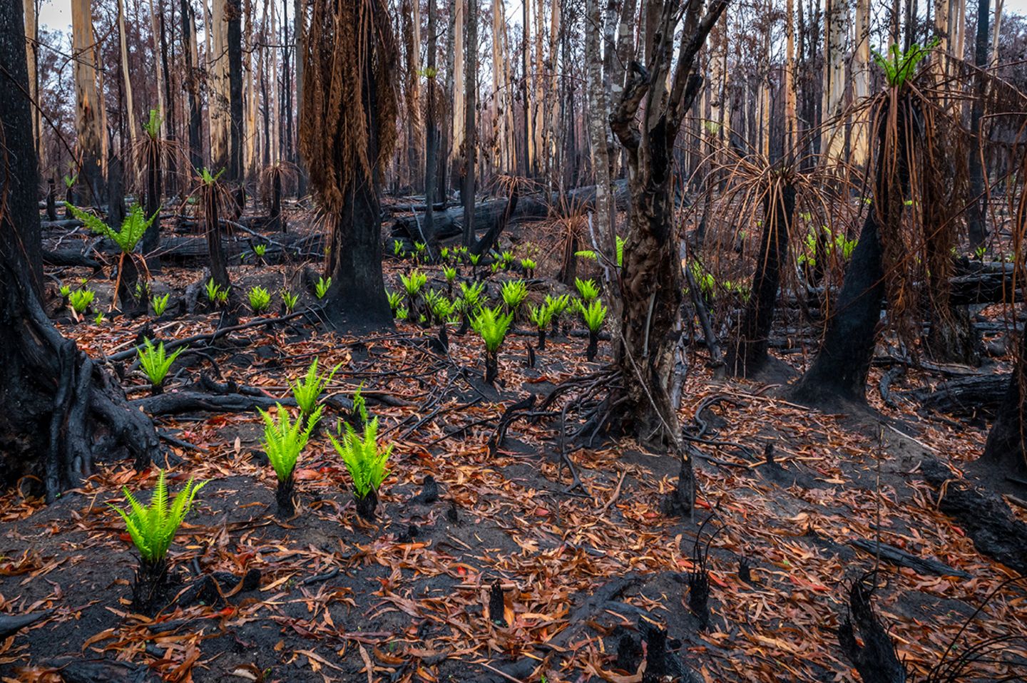 Nach den Waldbränden in Australien