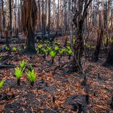 Nach den Waldbränden in Australien