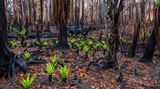Nach den Waldbränden in Australien
