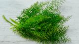 Blattfenchel