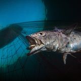 Pasquale Vassallo/UPY 2020