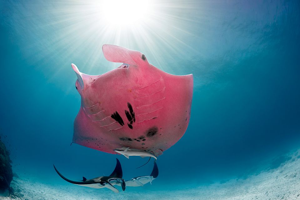 Pinker Mantarochen