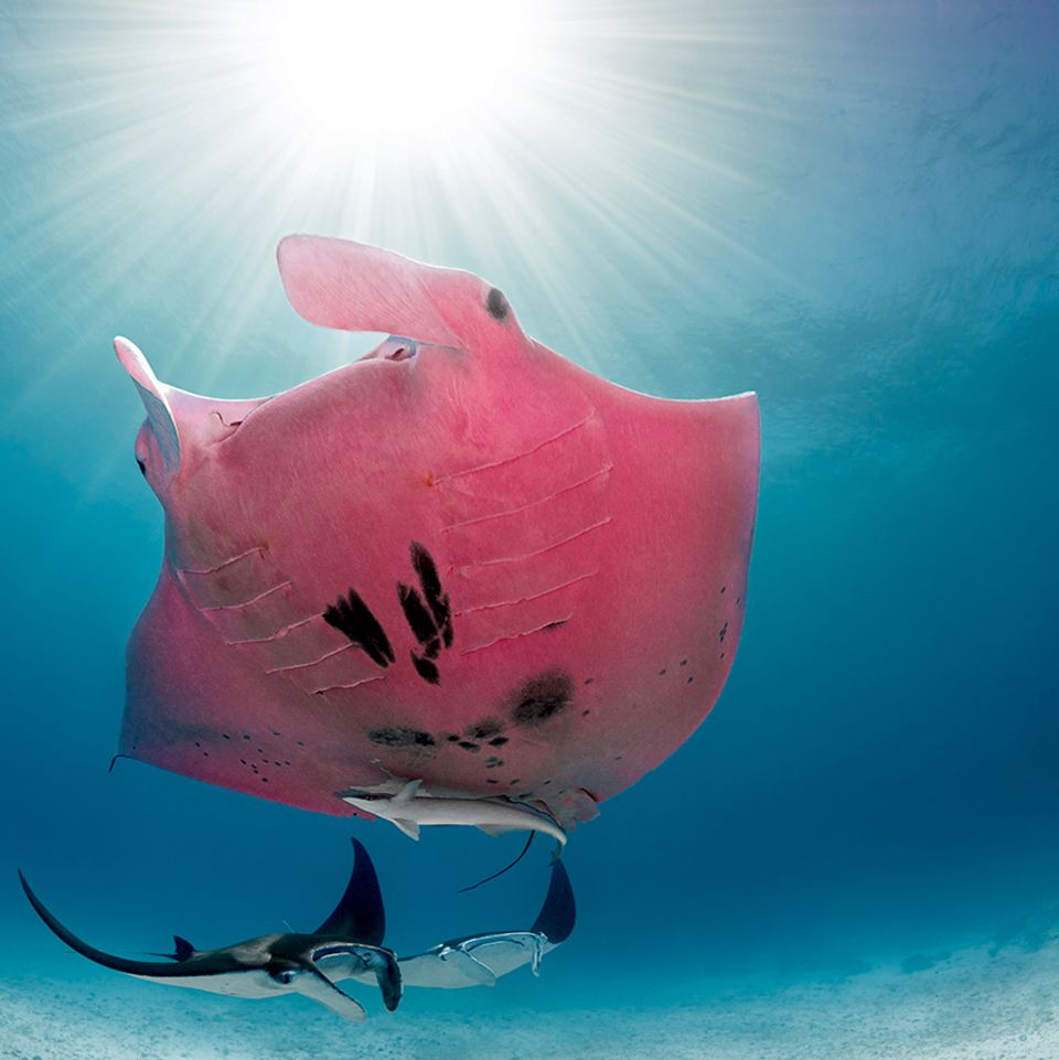 Pinker Mantarochen