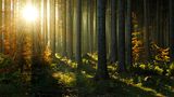 Harz