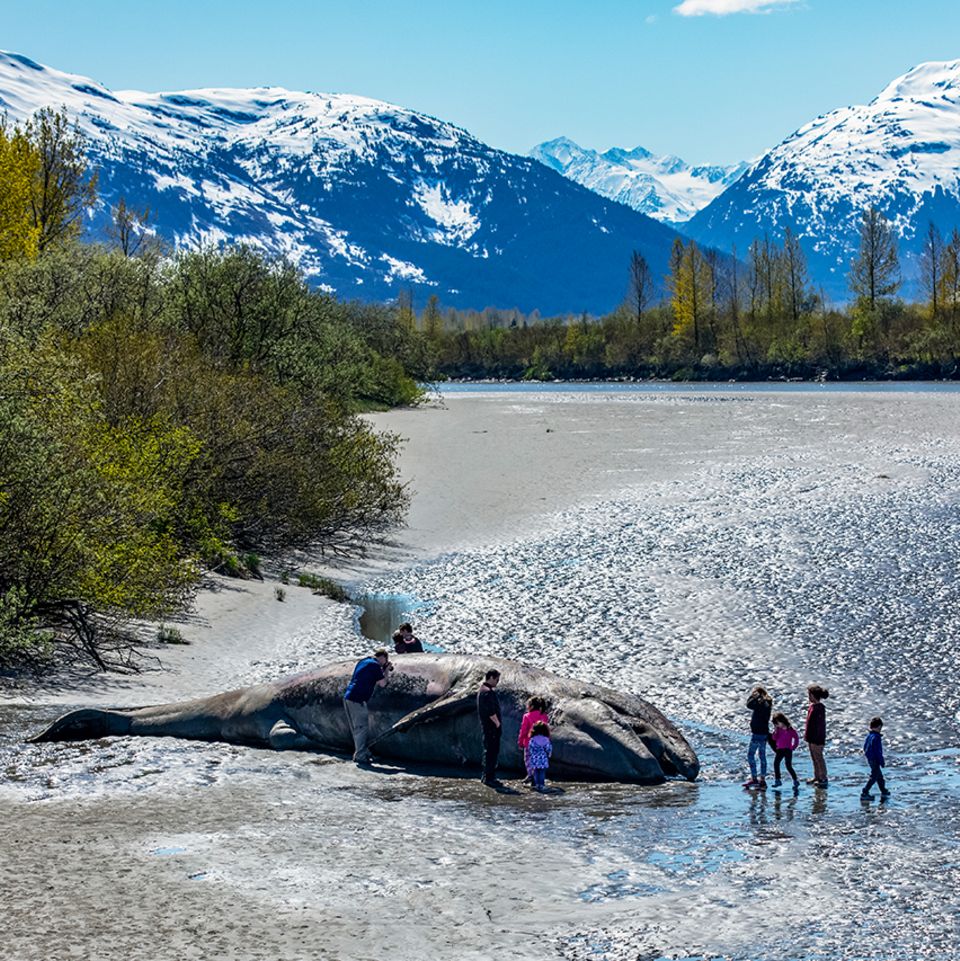 Gestrandeter Blauwal (Eschrichtius robustus) in der Nähe von Portage, Alaska