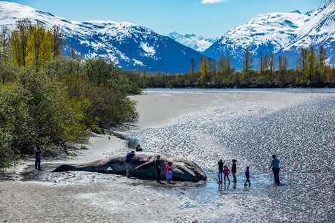 Gestrandeter Blauwal (Eschrichtius robustus) in der Nähe von Portage, Alaska