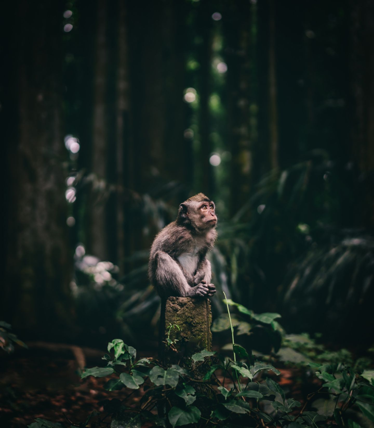 Wondering monkey