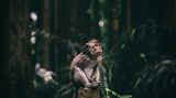 Wondering monkey