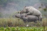 Mating Rhinos
