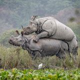 Mating Rhinos