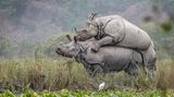 Mating Rhinos