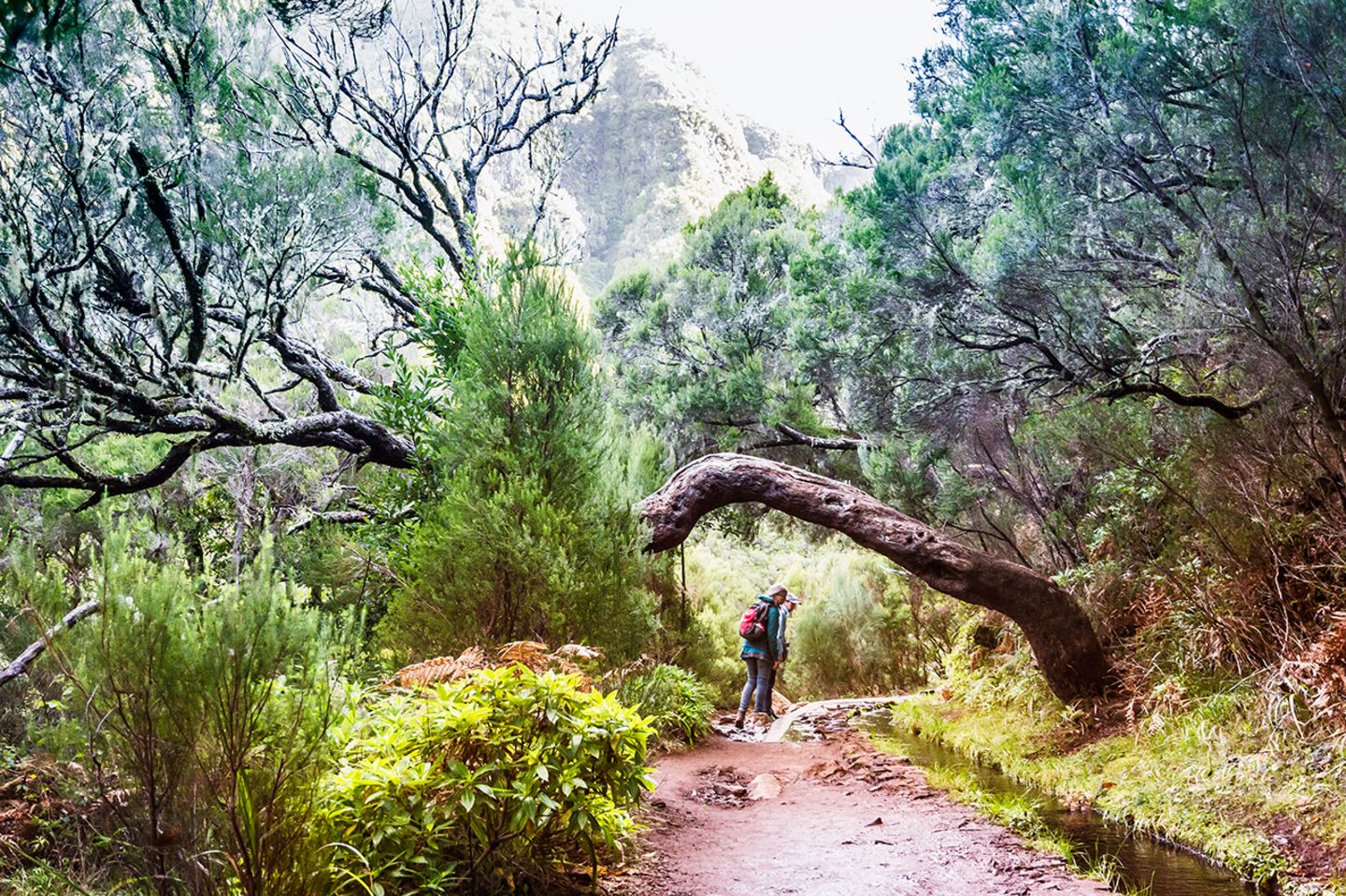 Laurisilva, Madeira