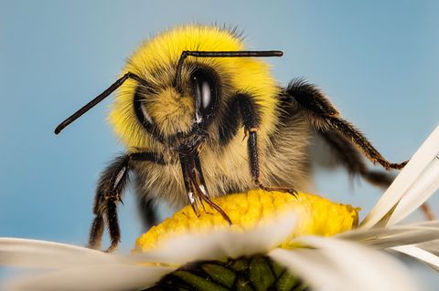 Hummel