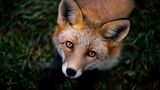 Fuchs