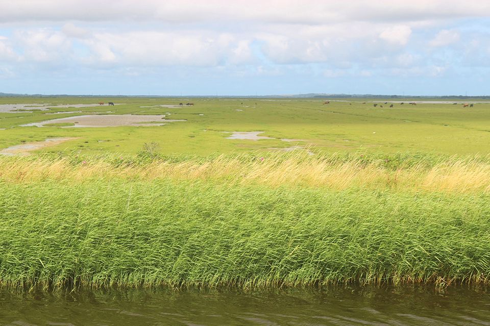 Tipperne, Dänemark