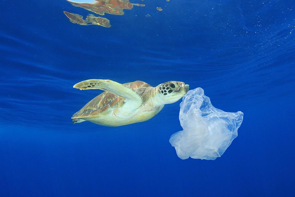 Meeresschildkröte frisst Plastik