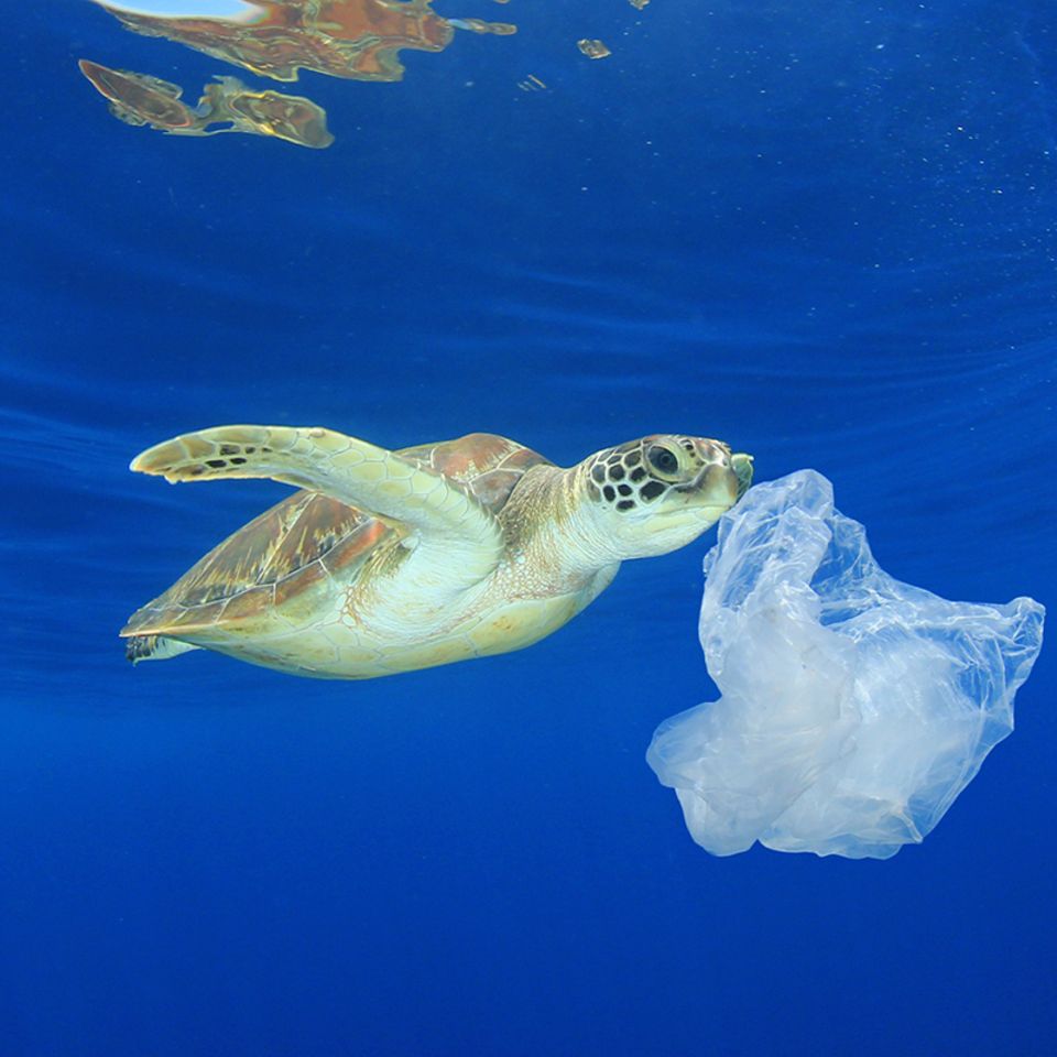 Meeresschildkröte frisst Plastik