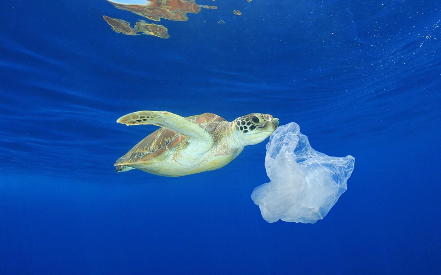 Meeresschildkröte frisst Plastik