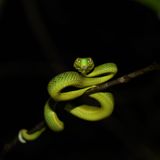 Vogel's pit viper