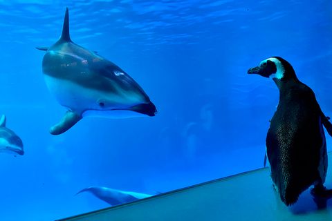 Pinguin im Shedd Aquarium