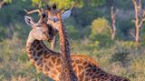 Giraffen