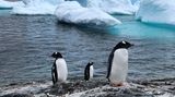 Pinguine