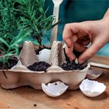 Eierkarton als Kräutergarten